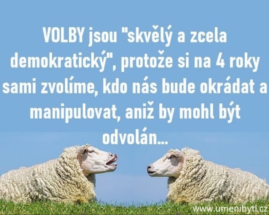 ovci volby